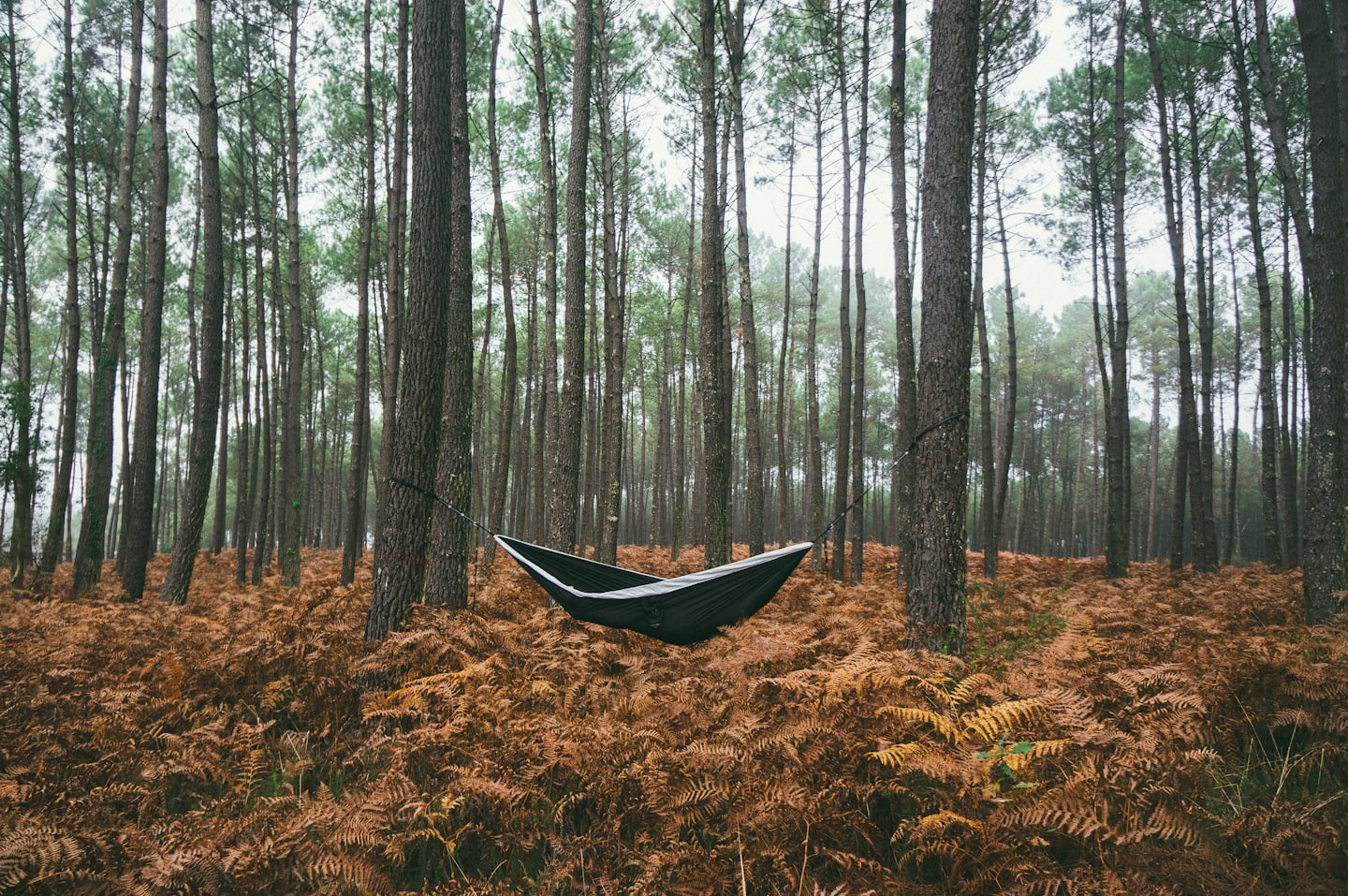 A black and white hammock hangs between two pine trees.